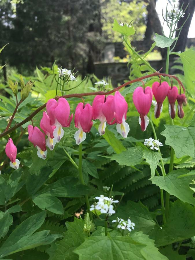 채즈포드 Wild Wisteria B&B 외부 사진